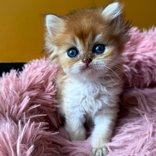 Foto van de poes