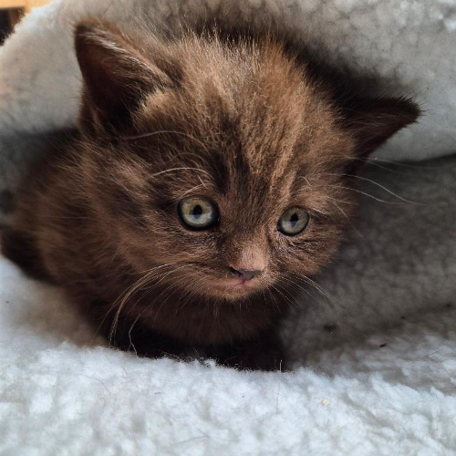 Foto van de poes