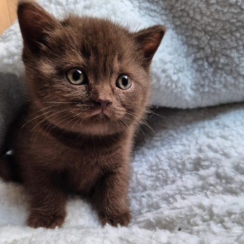 Foto van de poes