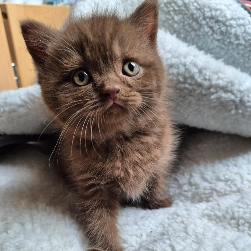 Foto van de poes
