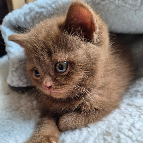 Foto van de poes
