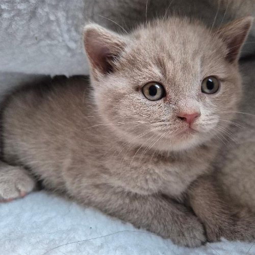 Foto van de poes