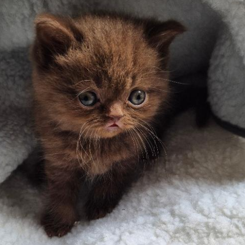 Foto van de poes