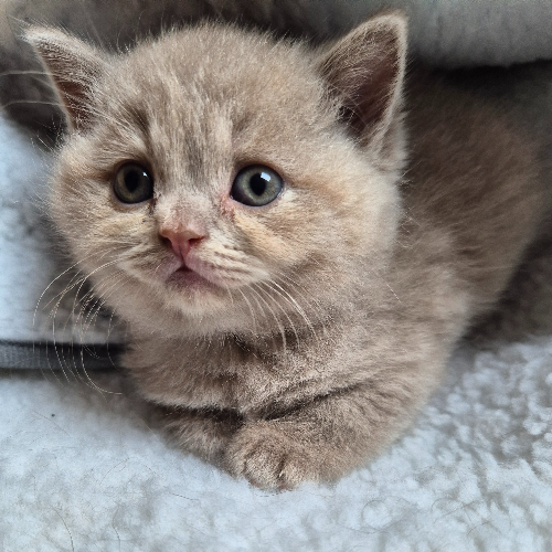 Foto van de poes