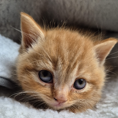 Foto van de poes
