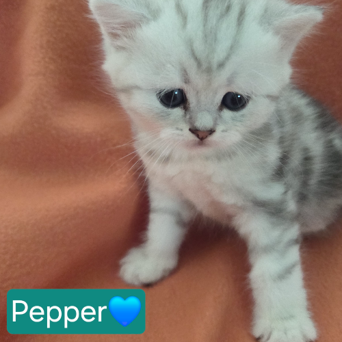 Foto van de poes