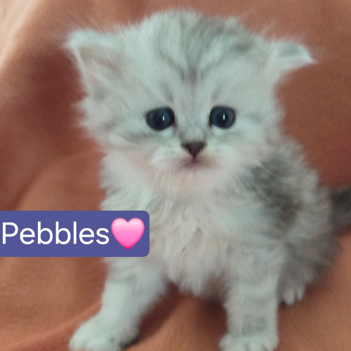 Foto van de poes