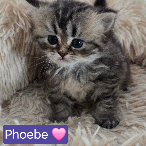 Foto van de poes