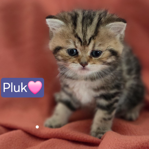 Foto van de poes