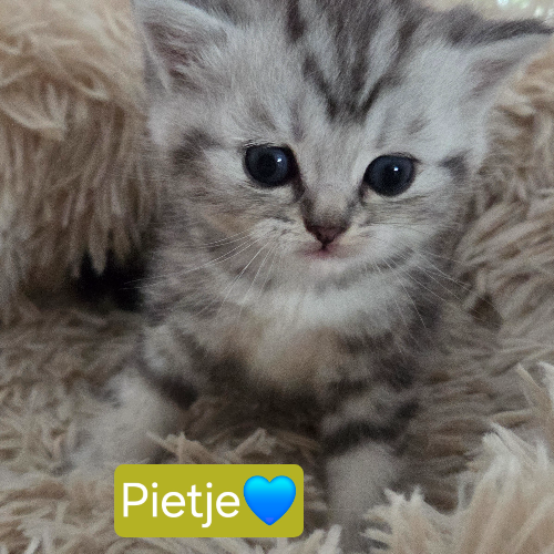 Foto van de poes