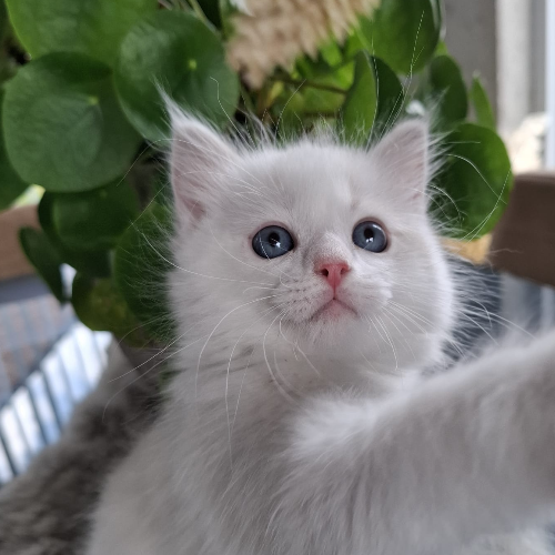 Foto van de poes