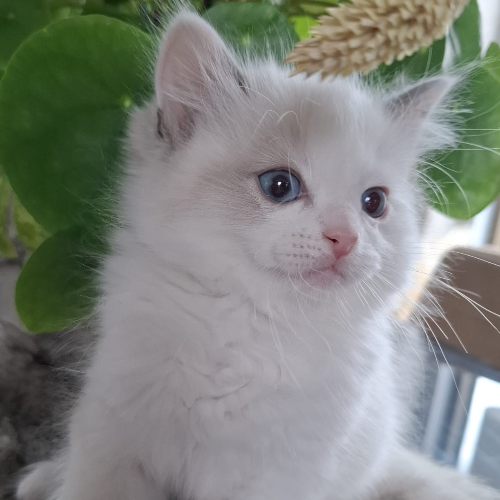 Foto van de poes