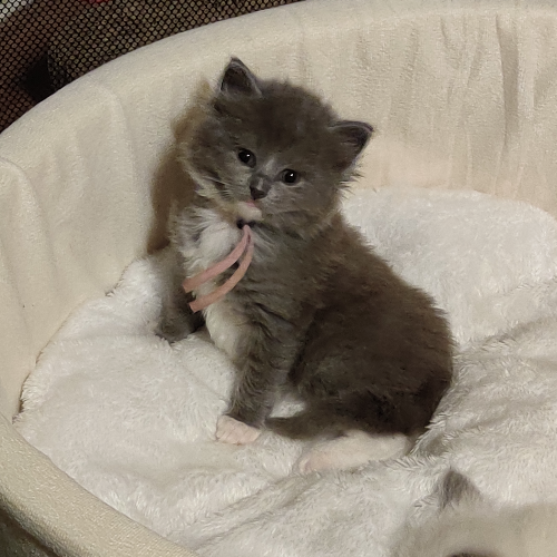 Foto van de poes