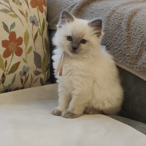 Foto van de poes