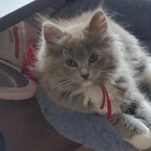 Foto van de poes