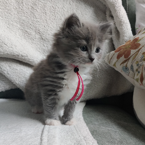 Foto van de poes