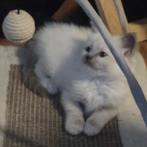 Foto van de poes