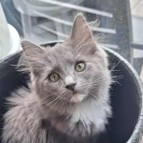 Foto van de poes