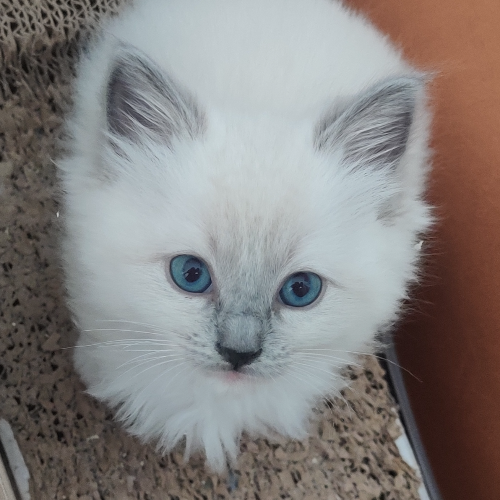 Foto van de poes