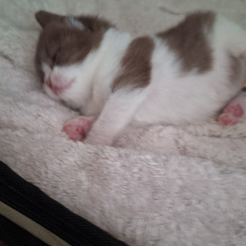 Foto van de poes