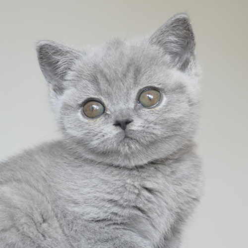 Foto van de poes