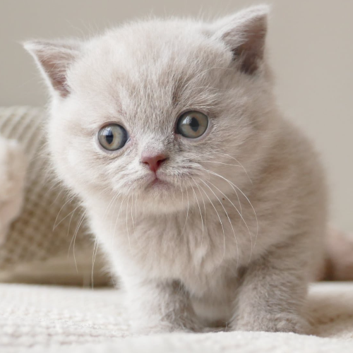 Foto van de poes