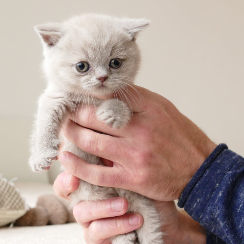 Foto van de poes