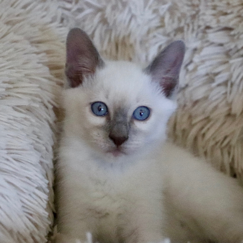 Foto van de poes