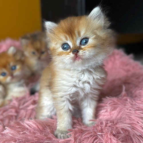 Foto van de poes