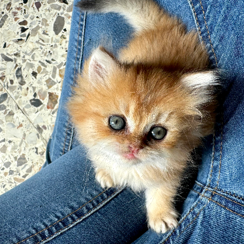 Foto van de poes