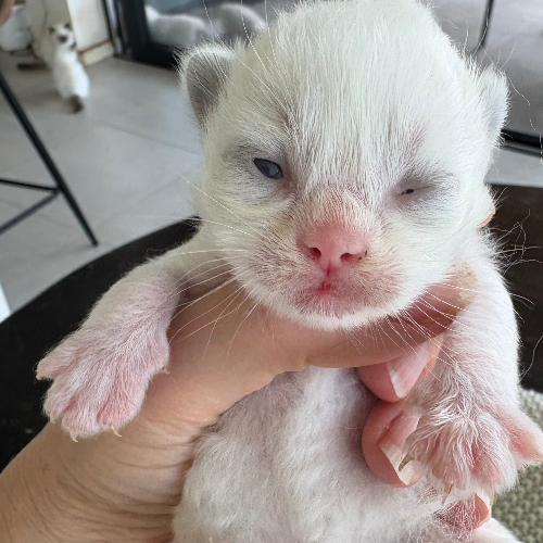 Foto van de poes