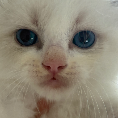 Foto van de poes