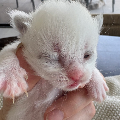 Foto van de poes