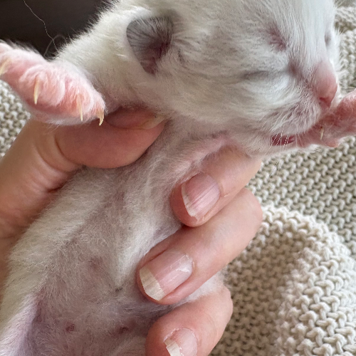Foto van de poes