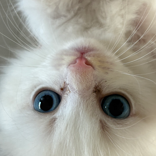 Foto van de poes