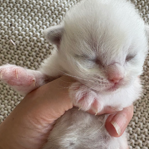 Foto van de poes