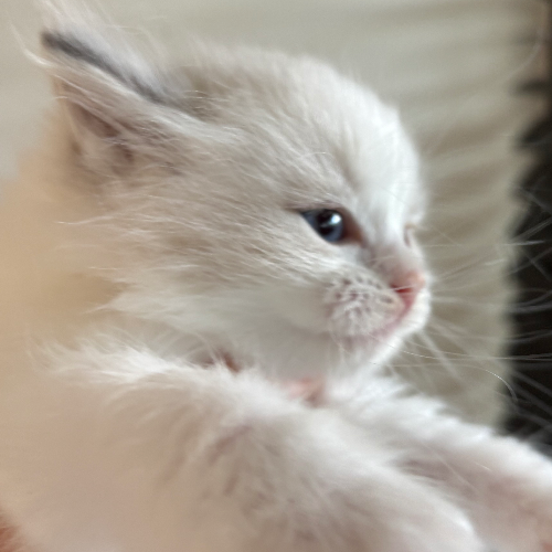 Foto van de poes