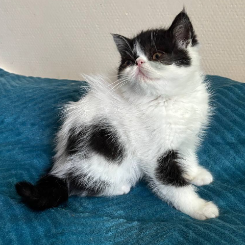 Foto van de poes