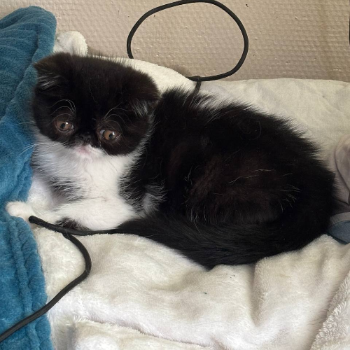 Foto van de poes