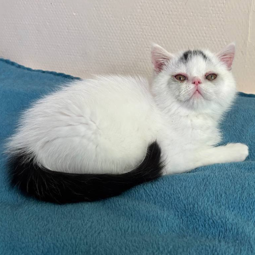 Foto van de poes