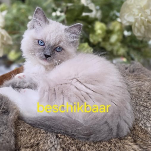 Foto van de poes