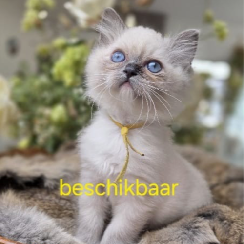 Foto van de poes