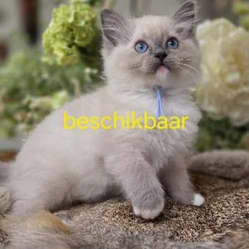 Foto van de poes