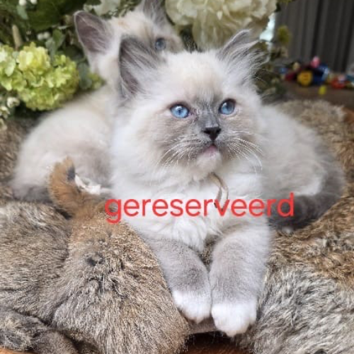 Foto van de poes