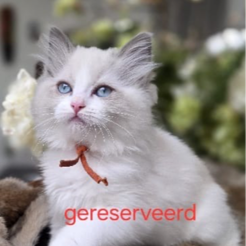 Foto van de poes