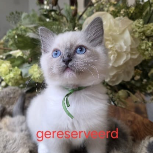 Foto van de poes