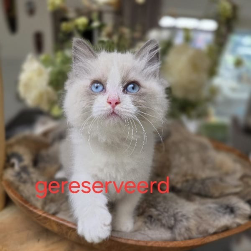 Foto van de poes