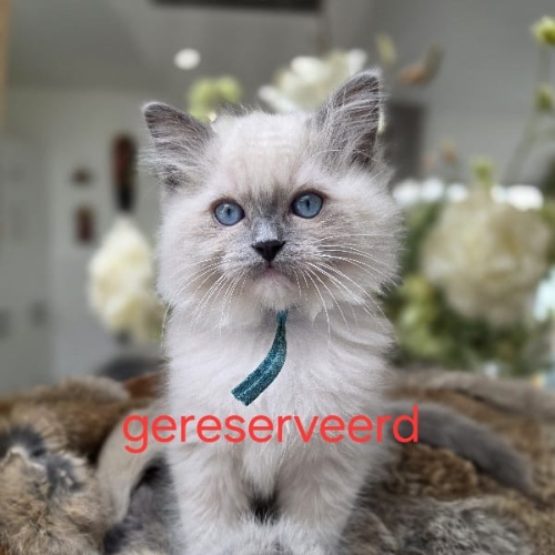 Foto van de poes