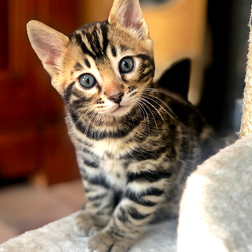 Foto van de poes