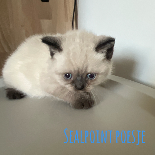 Foto van de poes